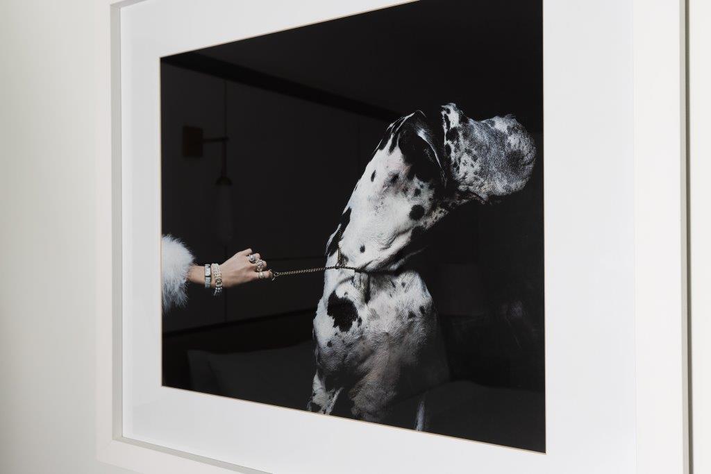A photo shows a person holding a leash attached to a large black and white Great Dane, partially out of frame, in a minimalist setting.